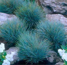 Вівсяниця сиза Elijah Blue 1 рік, Костриця сиза Еліа Блю, Festuca glauca Elijah Blue