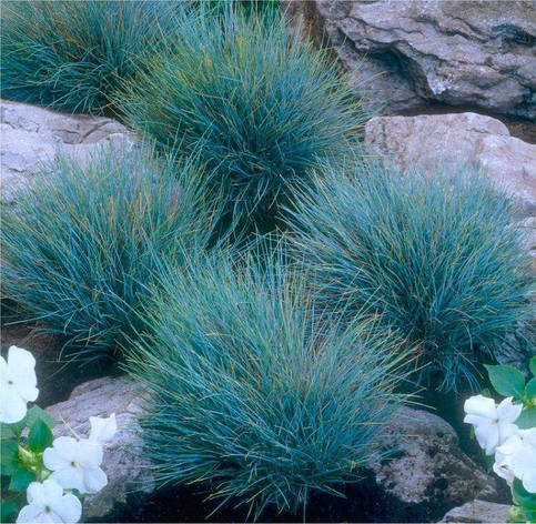 Вівсяниця сиза Elijah Blue 1 рік, Костриця сиза Еліа Блю, Festuca glauca Elijah Blue, фото 1
