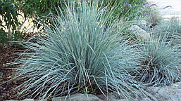 Вівсяниця сиза Elijah Blue 1 рік, Костриця сиза Еліа Блю, Festuca glauca Elijah Blue, фото 5