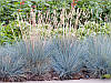 Вівсяниця сиза Elijah Blue 1 рік, Костриця сиза Еліа Блю, Festuca glauca Elijah Blue, фото 6