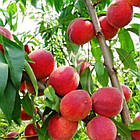 Саджанці Персика Інка - середній, морозостійкий, невибагливий, фото 2