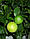 Бергамот Фантастика (Citrus bergamia Risso "Fantastico") до 20 см. Кімнатний, фото 3