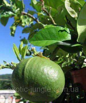 Бергамот Фантастика (Citrus bergamia Risso "Fantastico") до 20 см. Кімнатний