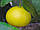 Бергамот Фантастика (Citrus bergamia Risso "Fantastico") до 20 см. Кімнатний, фото 2