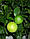 Бергамот Фантастика (Citrus bergamia Risso "Fantastico") 25-30 см. Кімнатний, фото 4