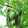 Фейхоя (Acca sellowiana) 40-50 см. Кімнатна, фото 6