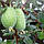Фейхоя (Acca sellowiana) 40-50 см. Кімнатна, фото 10