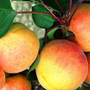 Саджанці Абрикоса Нью Джерсі - середній, зимостійкий, урожайний