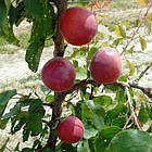 Саджанці Абрикоса Рубіста (Rubista) - ранній, великоплідний, високоврожайний, фото 3
