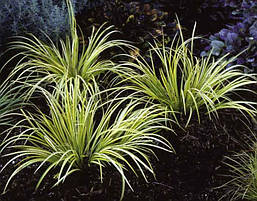 Аїр злаковий Oborozuki 1 рік, Аир злаковидный Оборозуки, Acorus gramineus Oborozuki, фото 4