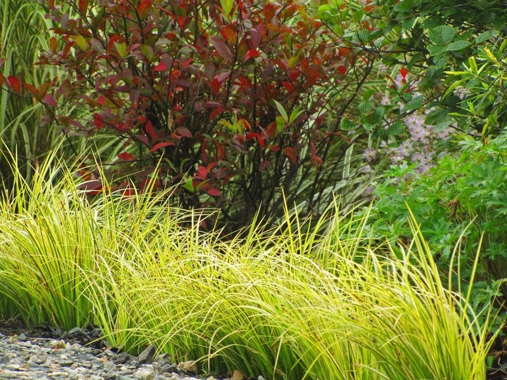 Аїр злаковий Oborozuki 1 рік, Аир злаковидный Оборозуки, Acorus gramineus Oborozuki