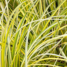 Аїр злаковий Oborozuki 1 рік, Аир злаковидный Оборозуки, Acorus gramineus Oborozuki, фото 3