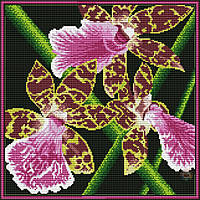 Набор для вышивания крестиком Орхидеи. Размер: 25,6*25,6 см