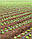 Стрічка для краплинного зрошення, Green Line, крапельниці через 10см, 2000м, фото 4