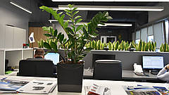 Озеленення офісу під ключ. ФитоРум.