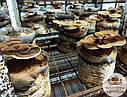 Свіжі гриби Рейші (Ganoderma lucidum)., фото 2