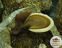 Свіжі гриби Рейші (Ganoderma lucidum)., фото 3