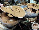 Свіжі гриби Рейші (Ganoderma lucidum)., фото 5