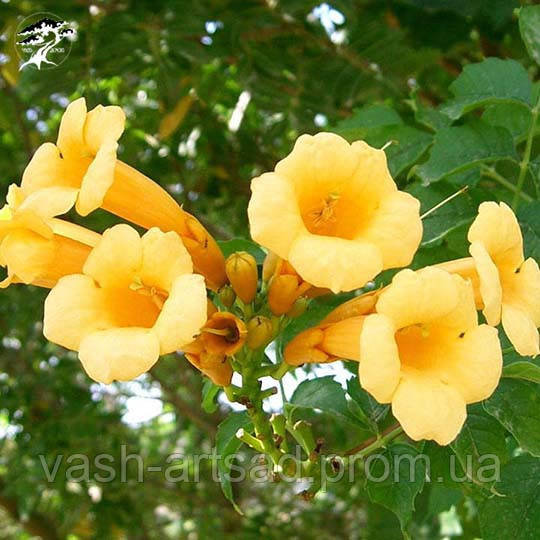Кампсис жовтий (Campsis Radicans Flava)