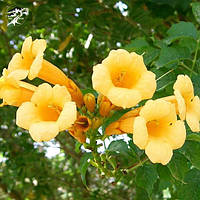 Кампсис жовтий (Campsis Radicans Flava)