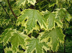 Клен гостролистий Друммонді (Acer platanoides Drummondii)