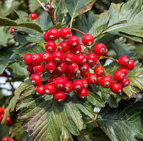 Рябіна шведська проміжна (Sorbus Intermedia)