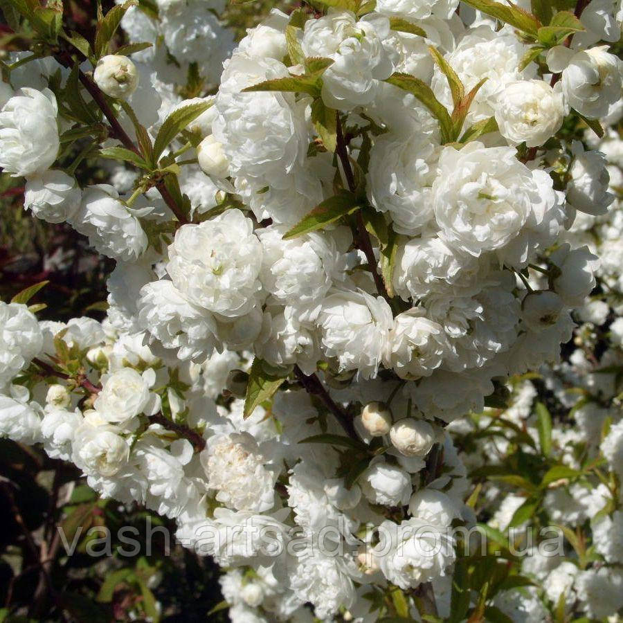 Вишня залізниста «Альба Плена»   Prunus glandulosa «Alba Plena», фото 1