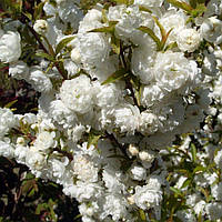 Вишня залізниста «Альба Плена»   Prunus glandulosa «Alba Plena»