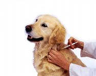 Вакцини,сироватки для собак