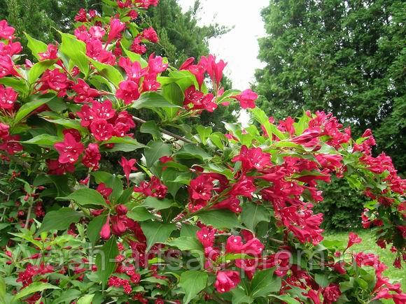 Бристоль Рубі (Weigela florida Bristol Ruby), фото 1