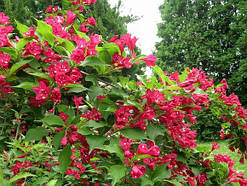 Бристоль Рубі (Weigela florida Bristol Ruby)