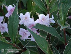 Вейгела квітуча 'Варієгата' (Weigela florida variegata)