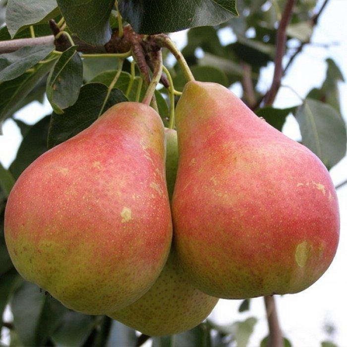 Груша грасна свабебна (річна), фото 1