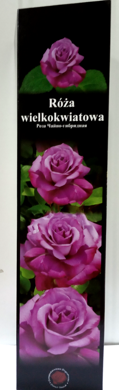 Роза чайно-гибридная Фиолетовая 38 1шт Польша: продажа, цена в Львове ...