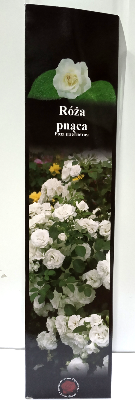 Роза плетистая английская Белая 15 1шт Польша: продажа, цена в Львове ...
