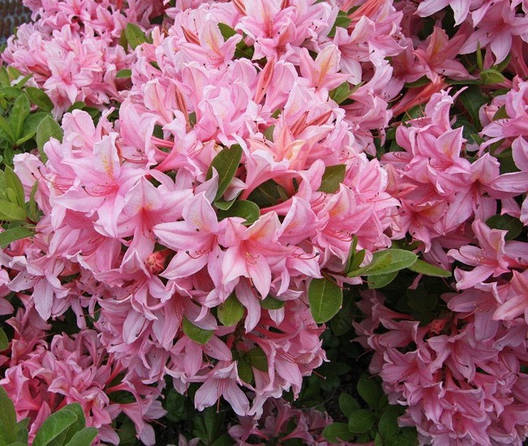 Рододендрон листопадний Soir de Paris 4 річний, Рододендрон листопадний Суар де Парі, Rhododendron / Azalea, фото 1