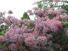 Рододендрон листопадний Soir de Paris 4 річний, Рододендрон листопадний Суар де Парі, Rhododendron / Azalea, фото 3