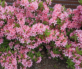 Рододендрон листопадний Soir de Paris 4 річний, Рододендрон листопадний Суар де Парі, Rhododendron / Azalea, фото 4