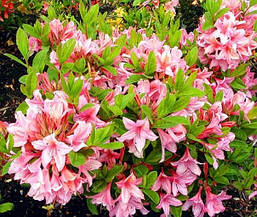 Рододендрон листопадний Soir de Paris 4 річний, Рододендрон листопадний Суар де Парі, Rhododendron / Azalea, фото 5