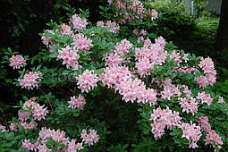 Рододендрон листопадний Soir de Paris 4 річний, Рододендрон листопадний Суар де Парі, Rhododendron / Azalea, фото 6
