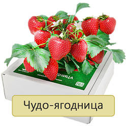 Диво-ягодница «Домашня грядка» для вирощування полуниці в домашніх умовах