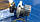 Насос водяна Таврія, 1102, 1103, 1105, Сенс Лузар (помпа) LWP 0410, фото 2