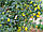 Кумкват Маргарита (Fortunella Margarita) 60-65 см. Кімнатний, фото 4