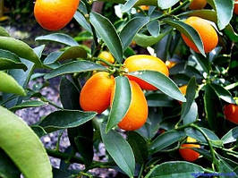 Кумкват Маргарита (Fortunella Margarita) 65-70 см. Кімнатний