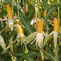 Насіння кукурудзи Євро 301 МВ (МАІС) ФАО 290