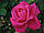 Троянди чайно-гібридна Рожева 02 1шт Польща, фото 5