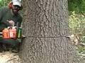 спил дерева. Обрізання дерев, фото 3