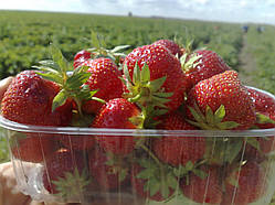 Контейнер для ягід прозорий 0,5 кг