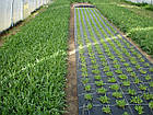 Агротканина 1,6 м 110 г/м2 НА МЕТРАЖ PP, Зелена UV, Bradas, фото 5