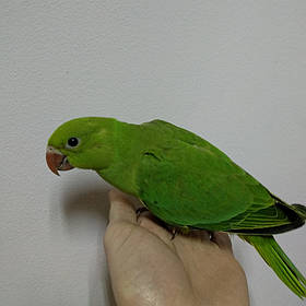 Ожереловий (Кільчастий) папуга зелений